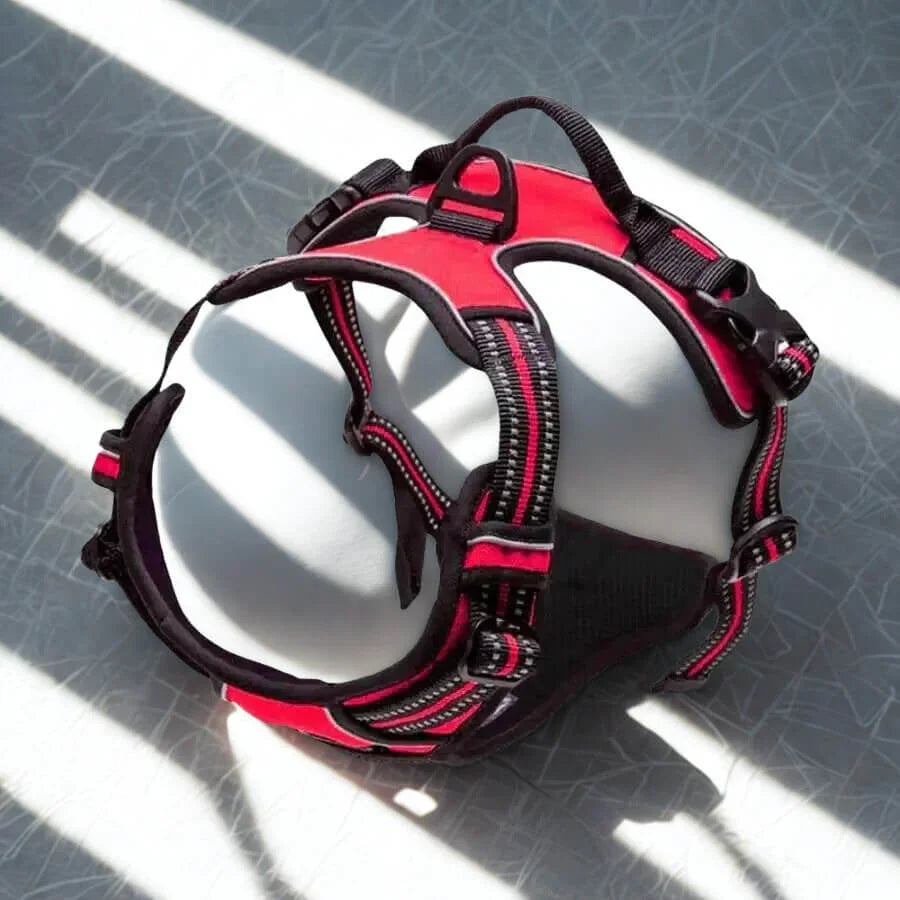 Harnais de Dressage pour Chien