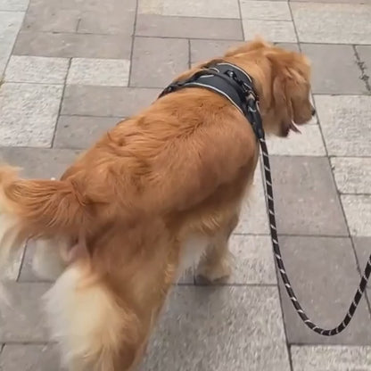 Harnais de Dressage pour Chien